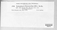 Podosphaera clandestina image